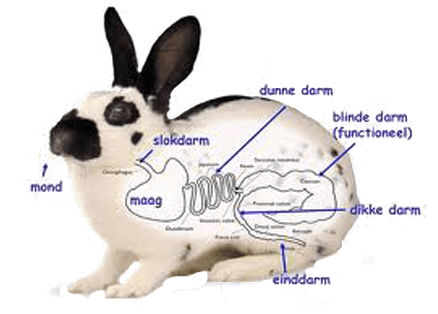 Afbeelding spijsverteringsstelsel konijn