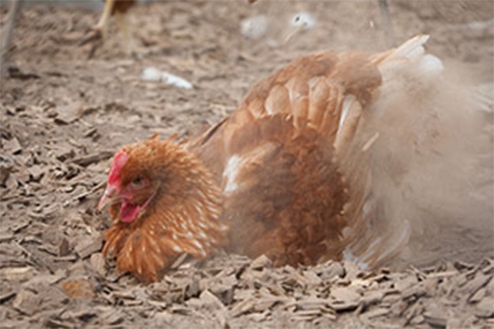 Foto van een kip die een stofbad neemt