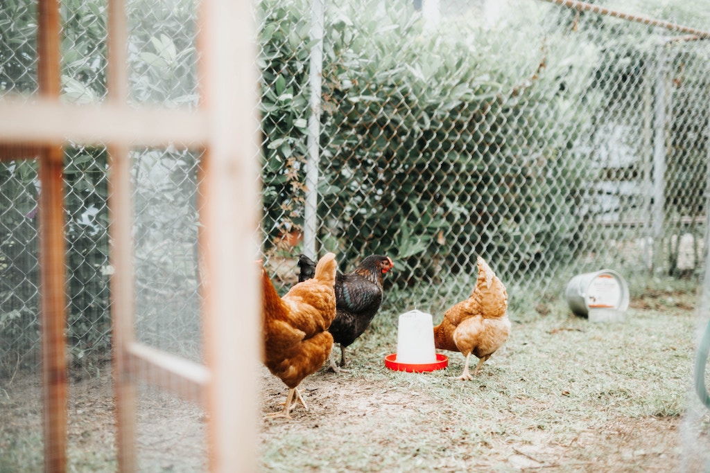 Foto van kippen in een ren met drinkwater