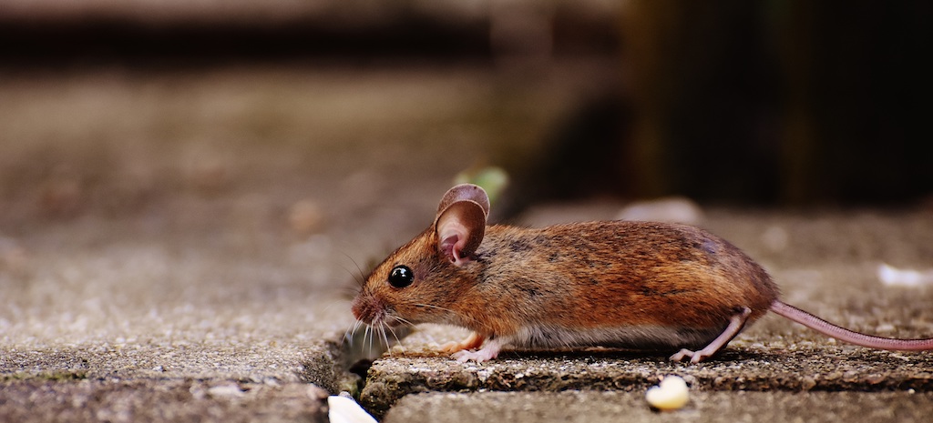 Foto van een wilde muis, wellicht een transporteur van vogelgriep.