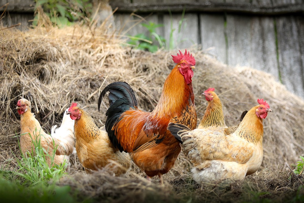 Onderzoek naar de weerstand van kippen zorgt wellicht voor een sterkere kip