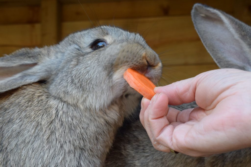 Wees met warmte extra alert op konijnen