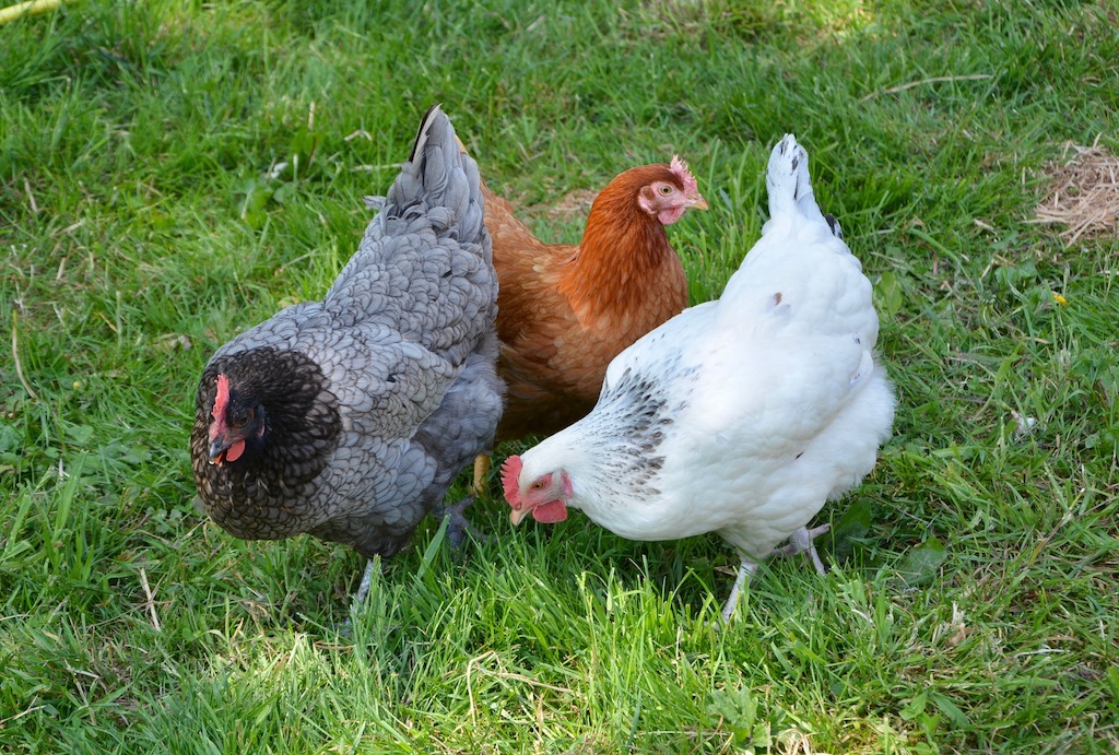 Koppeltje Sussex kippen, o.a. gebruikt om dubbeldoelkippen te fokken