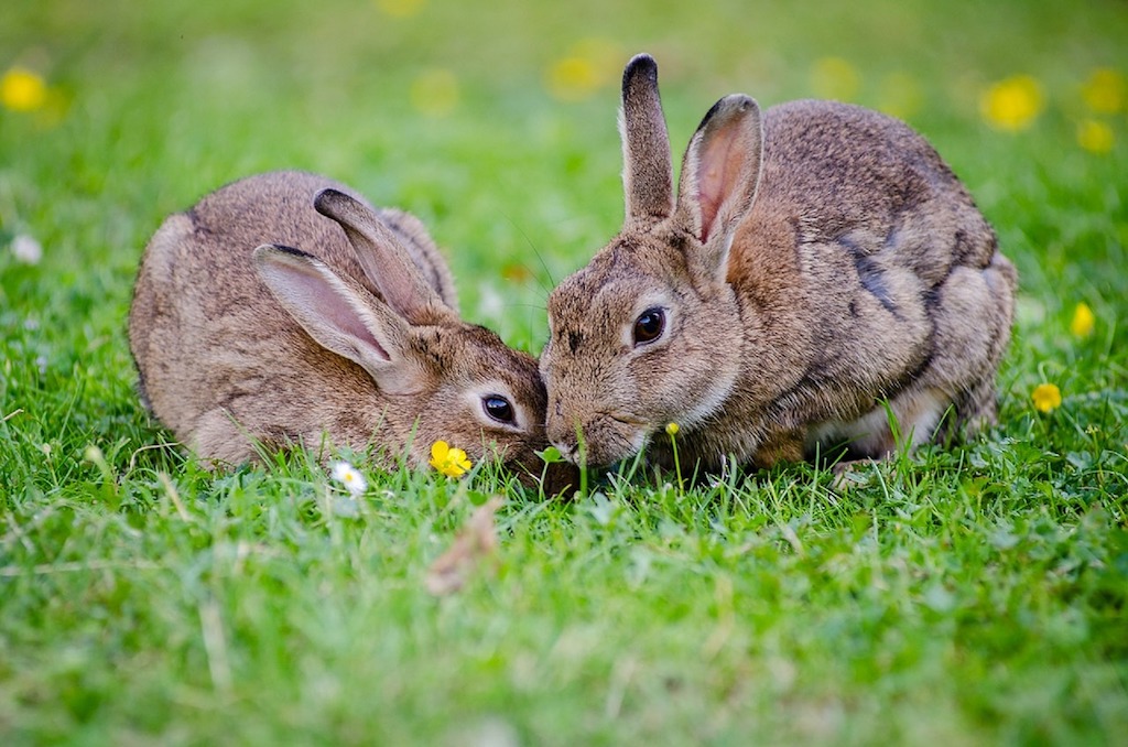 Tamme konijnen zijn dommer dan hun wilde soortgenootjes, zo blijkt uit hersenscans.