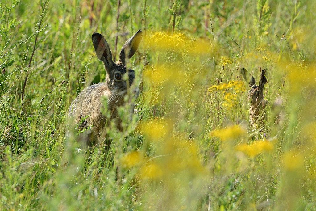 Worden hazen nu ook besmet met konijnenvirussen?