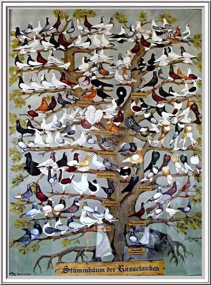 Stamboom der duivenrassen