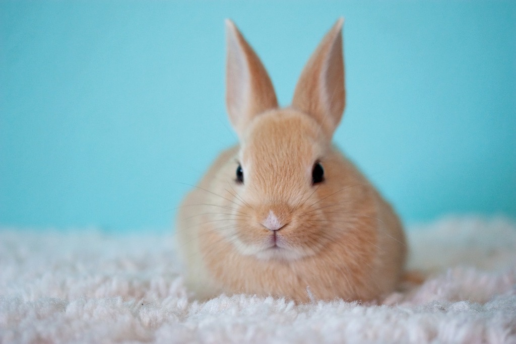 Ook konijnen kunnen lijden aan obesitas