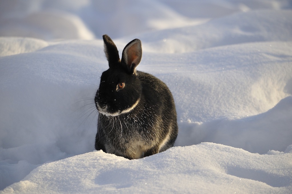 Het oudere konijn heeft het in de winter zwaarder in de koude