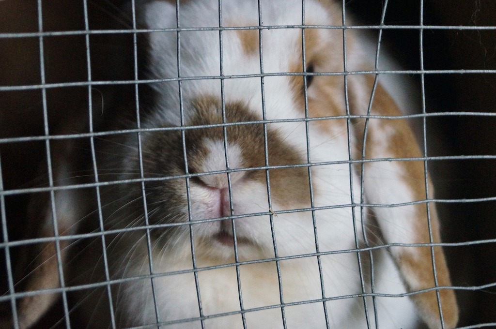 Verwaarloosde konijnen in beslag genomen