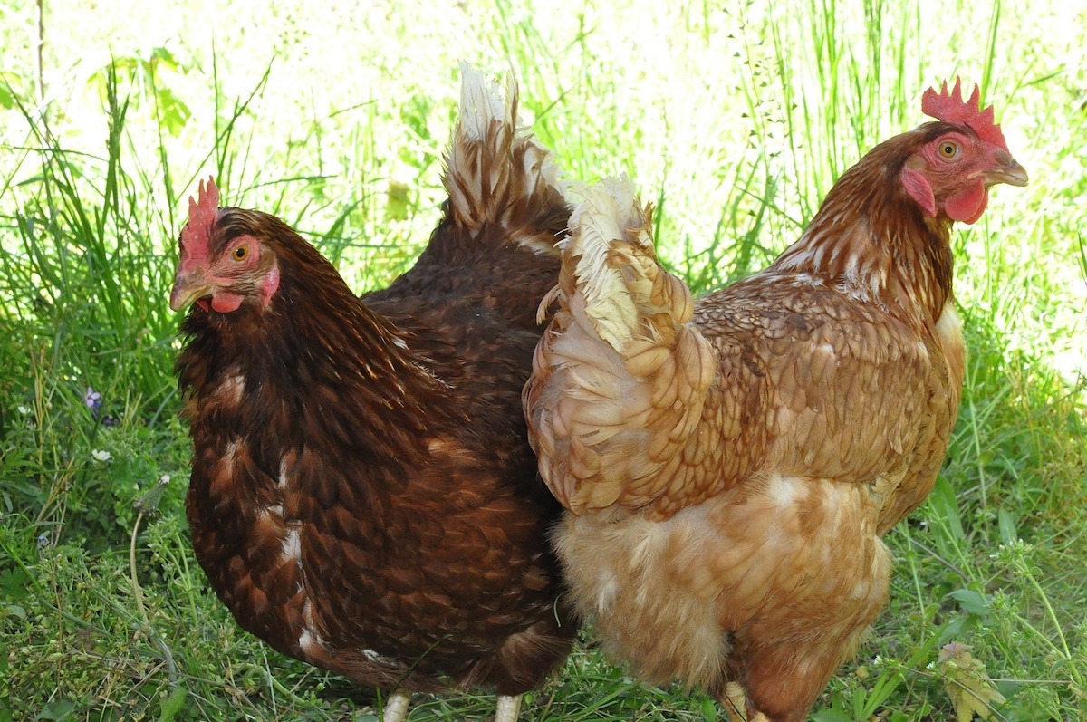 Ook kippen kunnen last van de hitte hebben
